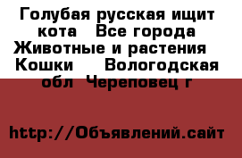 Голубая русская ищит кота - Все города Животные и растения » Кошки   . Вологодская обл.,Череповец г.